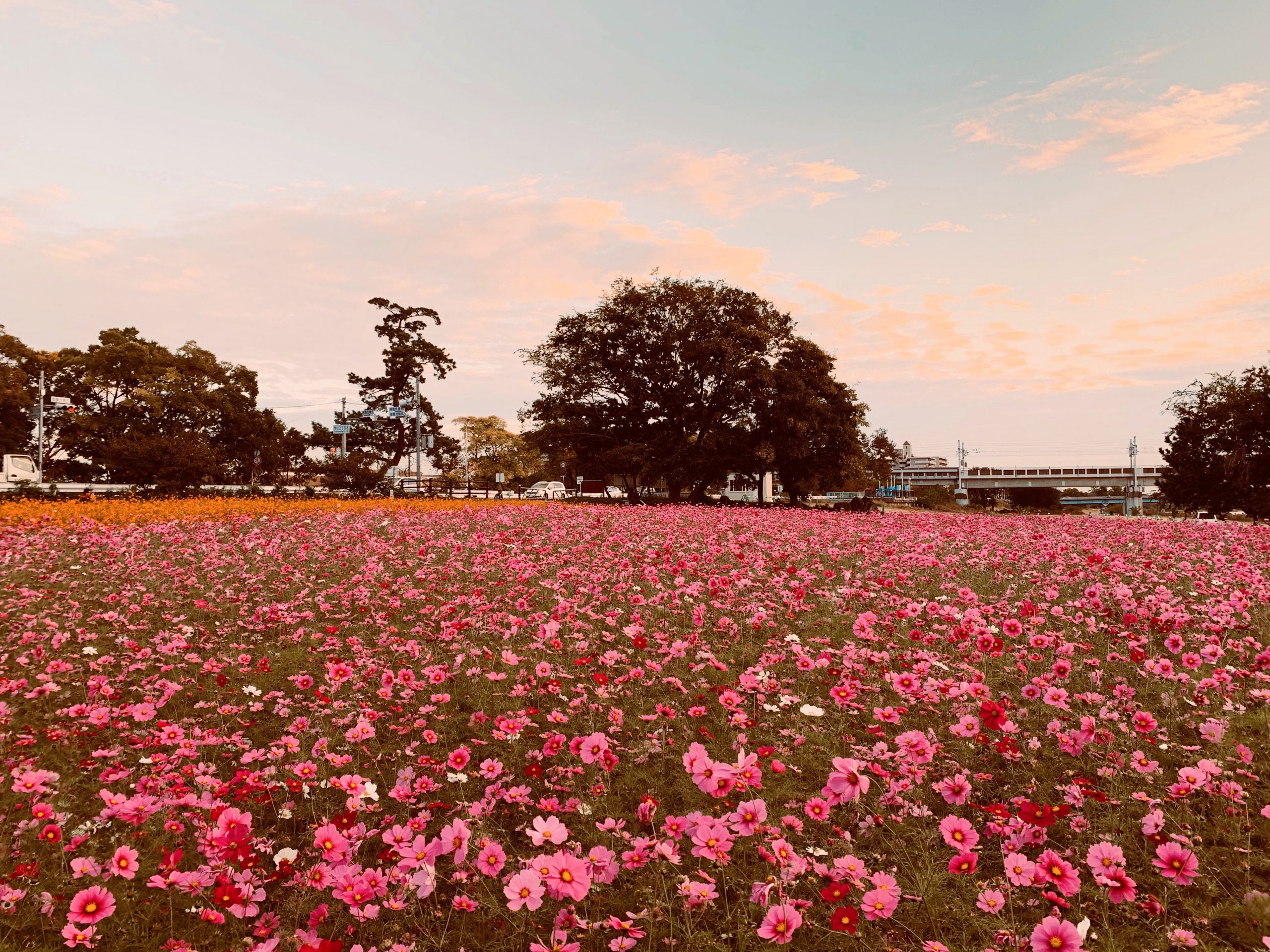 武庫川髭の渡しコスモス園 開園情報 | お知らせ | あまがさき観光局
